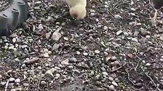 Redhead Milf Sucking on a Hard Cock in Intense Blowjob Scene