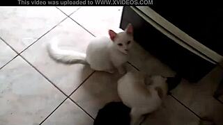 Sarah rosa cozinha sexy mingau de fubá com queijo na cozinha.