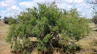 shy aboriginal woman dances in costume outdoors