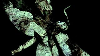 Watch The Dragonfly Scene 2 Pt 2: Lesbian fucking and blowjobs in vintage style!