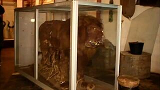 footballer fucks mature woman in tourist park