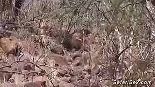 Rough African threesome contrasts gentle tourist with intense interracial gangbang pounding