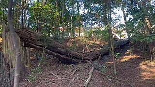 Brazilian Amateur Gets Naked in the Bush with Impressive Curves