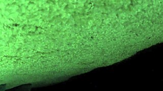 Britney Madison Sucks Cock And Gets Choked In Wild Car Sex!