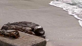 Naughty amateur milfs enjoy wild group fun outdoors.