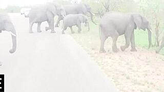 Ebony Babe Fingers Pussy Then Deepthroats BWC Outdoors