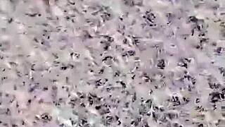 Chinese babe seduces two studs in stockings anal 3some