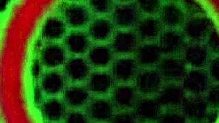 nina kayy squirts toys cunni on curvy bbw ass