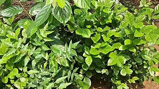 desi wife rocks outdoor fun with neighbor boys 😈🍆