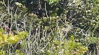 housewife, suck my cock deep then take bush doggy cumshot?