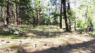 simscristian05 strips naked sheer forest flashing public tease