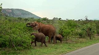 Big Booty Ebony Pussy Pounded POV Doggystyle BWC