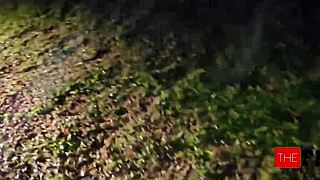 farmer spots thick curvy latina roaming at night
