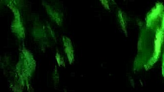 forest witch surprise fuck cowgirl doggystyle outdoors 🌲🔥